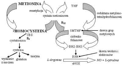 Cykl aktywnego metylu; (Objaśnienia: B-6 – pirydoksyna – witamina B-6; B-12 – cyjanokobalamina – witamina B-12; BH2 – dihydrobiopteryna; BH3 – trihydrobiopteryna; BH4 – tetrahydrobiopteryna; CBS – synteza beta-cystationinowa; NOS – śródbłonkowa synteza NO; 5MTHF – metylotetrahydrofolian; THF – tetrahydrofolian)