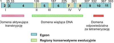 Struktura ludzkiego genu p53