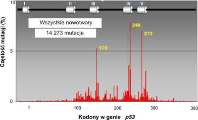 Rozrzut mutacji w ludzkim genie p53