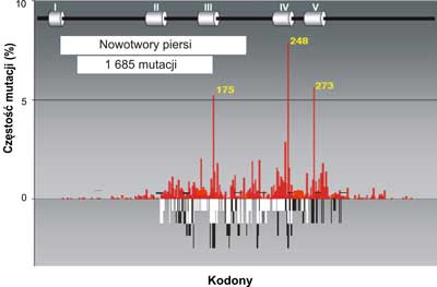 Porównanie mutacji w genie p53 w nowotworach piersi (szare słupki) do spectrum uszkodzeń indukowanych przez produkt peroksydacji lipidów: trans-4-hydroxy-2-nonenalu (HNE) czarne słupki na nici transkrybowanej i białe słupki na nici nietranskrybowanej egzonach 5-8 p53 gene (badania własne). Mutacje w nowotworach piersi wykorzystano z bazy danych (http://perso.curie.fr/Thierry.Soussi/p53_mutation)