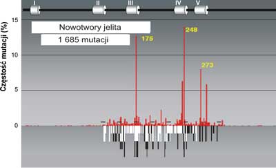 Porównanie mutacji w genie p53 w nowotworach jelita (szare słupki) do spectrum uszkodzeń indukowanych przez produkt peroksydacji lipidów: trans-4-hydroxy-2-nonenalu (HNE) czarne słupki na nici transkrybowanej i białe słupki na nici nietranskrybowanej egzonach 5-8 p53 gene (badania własne). Mutacje w nowotworach jelita wykorzystano z bazy danych (http://perso.curie.fr/Thierry.Soussi/p53_mutation)