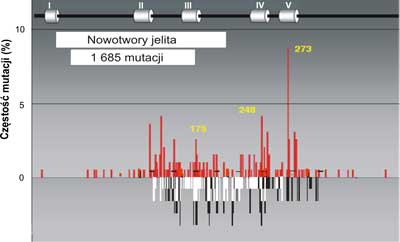 Porównanie mutacji w genie p53 w nowotworach prostaty (szare słupki) do spectrum uszkodzeń indukowanych przez produkt peroksydacji lipidów: trans-4-hydroxy-2-nonenalu (HNE) czarne słupki na nici transkrybowanej i białe słupki na nici nietranskrybowanej egzonach 5-8 p53 gene (badania własne). Mutacje w nowotworach prostaty wykorzystano z bazy danych (http://perso.curie.fr/Thierry.Soussi/p53_mutation)