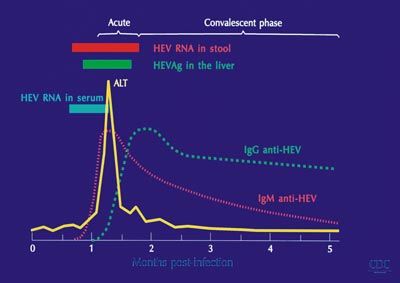 Hepatitis E – virology, serology, and disease