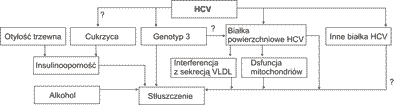 Rozwój stłuszczenia wątroby w przewlekłym zapaleniu wątroby typu C (17).