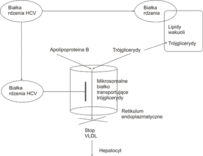 Mechanizm stłuszczenia wątroby z udziałem białek wirusa zapalenia wątroby typu C (17).