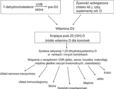 Działanie witaminy D3 (Schwalfenberg G Canadian Family Physician 53: 841-54 May 2007)